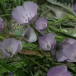 Calochortus uniflorus — Calochortus