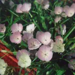 Calochortus uniflorus — uniflorus