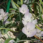 Calochortus uniflorus — lilacinus