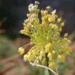 Allium flavum
