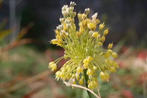 Allium flavum
