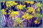 Allium flavum — ail jaune