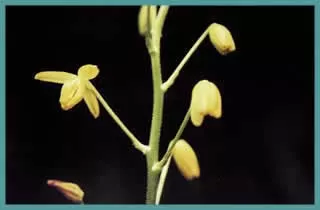 Albuca shawii