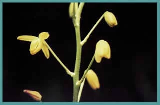 Albuca shawii