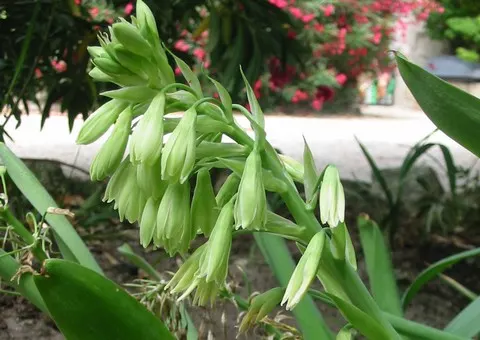 Galtonia viridiflora