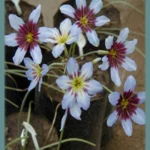 Leucocoryne mélange