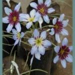 Leucocoryne mélange