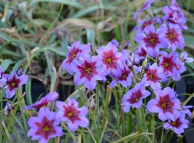 Leucocoryne purpurea