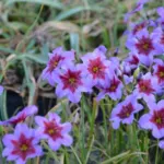 Leucocoryne purpurea