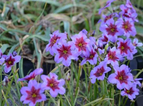 Leucocoryne purpurea