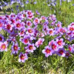 Leucocoryne purpurea — chili