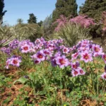 Leucocoryne purpurea — caravelle