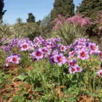 Leucocoryne purpurea — caravelle