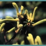 ANIGOZANTHOS GENERAL