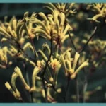 ANIGOZANTHOS GENERAL — photo 2