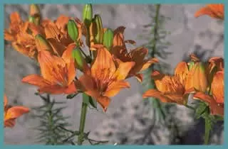 Lilium bulbiferum var. croceum