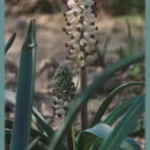 Muscari muscarimia