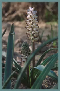 Muscari muscarimia
