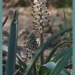 Muscari muscarimia