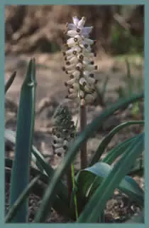 Muscari muscarimia