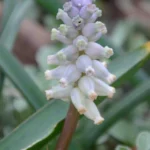 Muscari muscarimia — Muscarimia