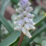 Muscari muscarimia — Muscarimia