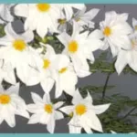 Dahlia imperialis ?? alba double