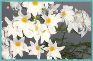 Dahlia imperialis ?? alba double
