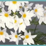 Dahlia imperialis ?? alba double