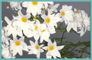 Dahlia imperialis ?? alba double