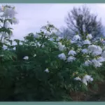 Dahlia imperialis ?? alba double — photo 3