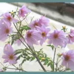 Dahlia imperialis — geant; arborescence
