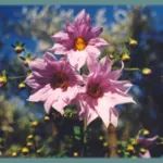 Dahlia imperialis — photo 6