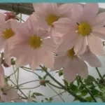 Dahlia imperialis — photo 7