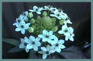 Ornithogalum saundersiae