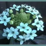 Ornithogalum saundersiae