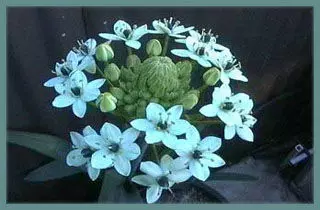Ornithogalum saundersiae