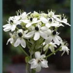 Ornithogalum saundersiae — Chinchirenchee