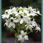 Ornithogalum saundersiae — Chinchirenchee