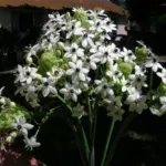 Ornithogalum saundersiae — Ornithogalum