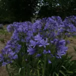 Agapanthus praecox ssp. orientalis Azure /100