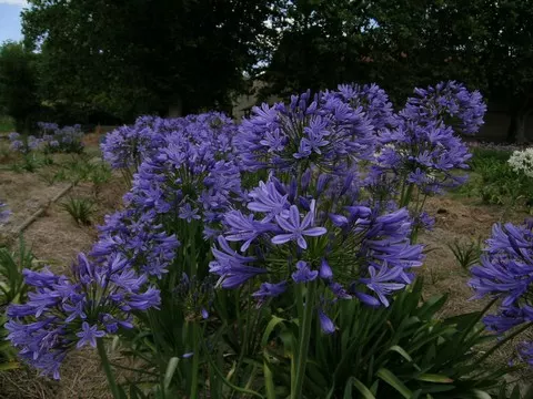 Agapanthus praecox ssp. orientalis Azure /100