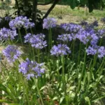 Agapanthus praecox ssp. orientalis Azure /100 — praecox