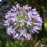 Agapanthus praecox ssp. orientalis Azure /100 — orientalis