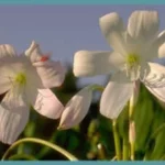 Crinum moorei ‘Album’