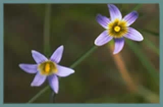 Romulea columnae