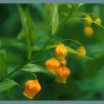 Sandersonia aurantiaca