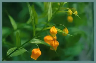 Sandersonia aurantiaca