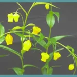 Sandersonia aurantiaca — Christmas bells