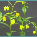 Sandersonia aurantiaca — Christmas bells